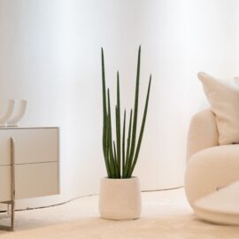 Sansevieria Cylindrica H 70cm / H 105cm
