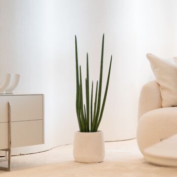 Sansevieria Cylindrica H 70cm / H 105cm