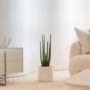 Sansevieria Cylindrica H 70cm / H 105cm