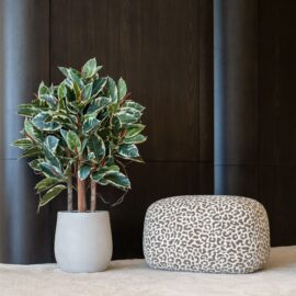 Ficus Elastica H 90cm