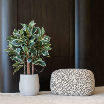 Ficus Elastica H 90cm