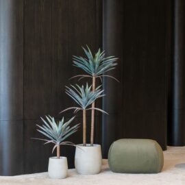 Agave Americana H 62cm / H 125cm