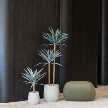 Agave Americana H 62cm / H 125cm