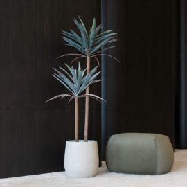 Agave Americana H 62cm / H 125cm