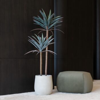 Agave Americana H 62cm / H 125cm