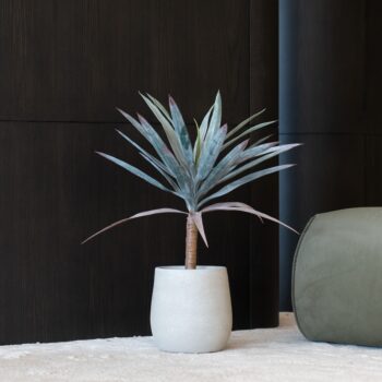 Agave Americana H 62cm / H 125cm