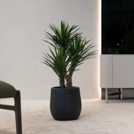 Yucca Rostrata H 85cm
