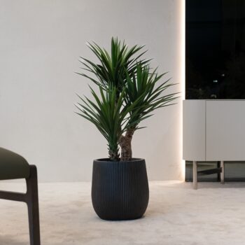 Yucca Rostrata H 85cm