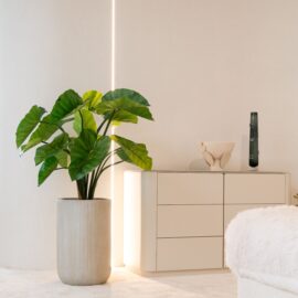 Alocasia Wentti H 90cm