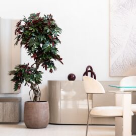 Ficus Campensia H 170cm