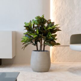 Croton tree H 60cm / H 120cm