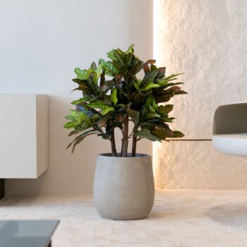 Croton tree H 60cm / H 120cm