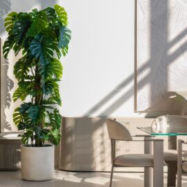 Monstera H 210cm