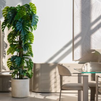 Monstera H 210cm