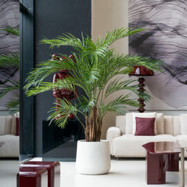 Palmier tropical H 210cm