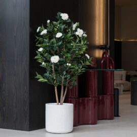 Camellia H 150cm