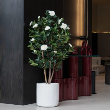 Camellia H 150cm