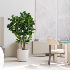 Ficus Lyrata H 180cm