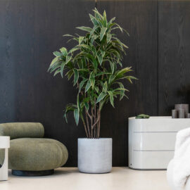 Dracena Cordyline H 150cm / H 180cm