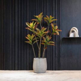 Croton Codiaeum H 75cm / H 125cm