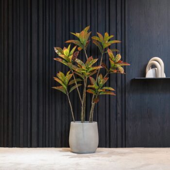 Croton Codiaeum H 75cm / H 125cm