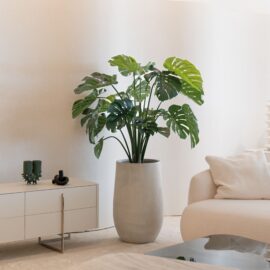 Monstera Deliciosa H 120cm