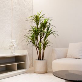 Dracena Anita H 150cm / H 170cm