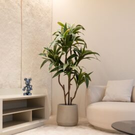 Dracena Cordyline H 150cm / H 180cm