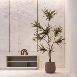 Dracena Marginata H 130cm / H 180cm
