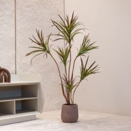 Dracena Marginata H 130cm / H 180cm