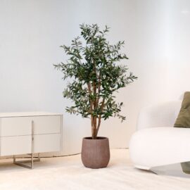 Olivier à tronc naturel H 120cm / H 150cm / H 180cm