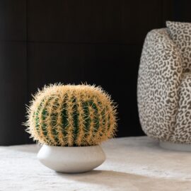 Golden Barrel Cactus H 20cm / H 30cm