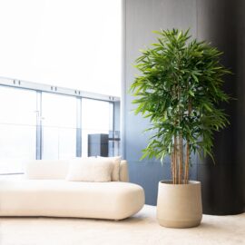 Bambou à feuillage dense H 150cm / H 180cm