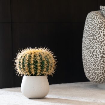 Golden Barrel Cactus H 20cm / H 30cm
