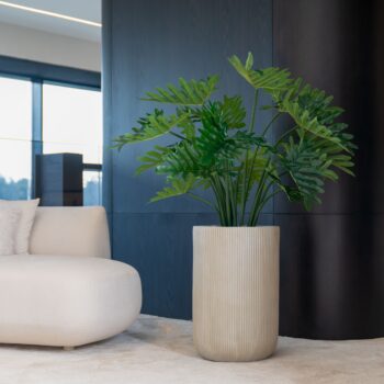 Philodendron H 90cm