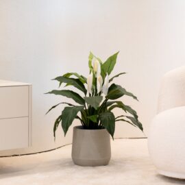 Spathiphyllum H 70cm