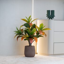 Croton Codiaeum H 75cm / H 125cm