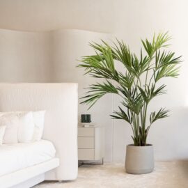 Kentia Palm H 210cm