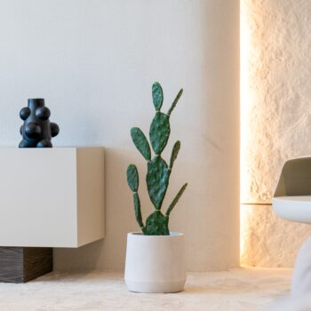 Cactus H 82cm / H 106cm