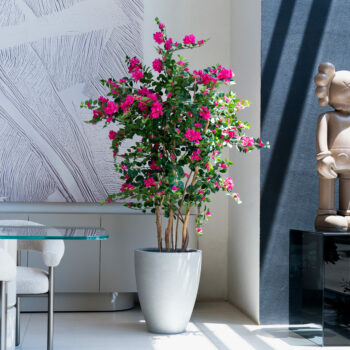Arbre Bougainvillier H 185cm