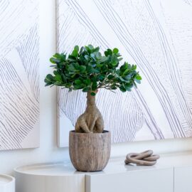 Mini ficus panda nain H 72cm