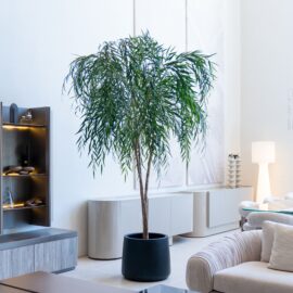 Chinese Willow H 245cm