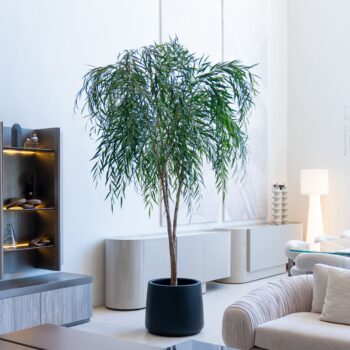 Chinese Willow H 245cm