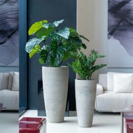 Monstera Deliciosa H 120cm