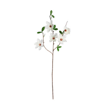 Magnolia Blanc H 64cm