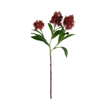Skimmia rouge bordeaux H 58cm