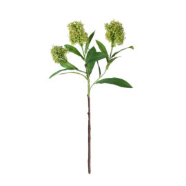 Skimmia vert H 58cm