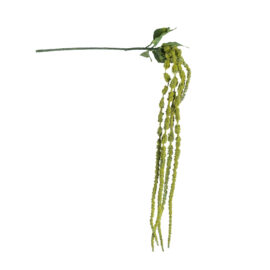 Amaranthus H 122cm
