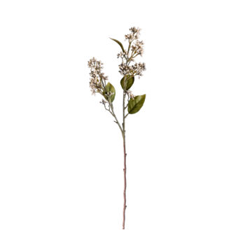 Viburnum Tinus crème H 58cm