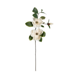 Magnolia blanc H 84cm